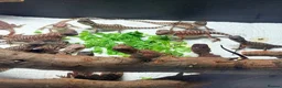 Bearded Dragon reptiles for sale: 100% red monster bearded dragon babies🐉 - Advert 23