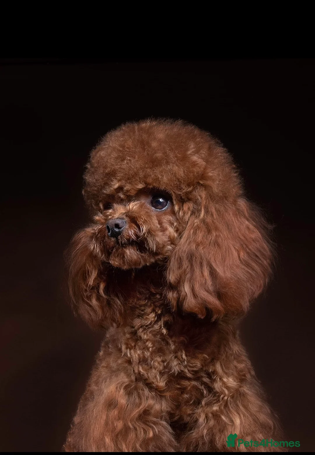 Miniature Poodle dogs for stud: TRUE to type TEDDYCUP poodle for STUD!  in Camberley - Advert 3