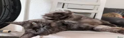 Maine Coon cats for sale: Large kittens growing nicely  - Advert 12