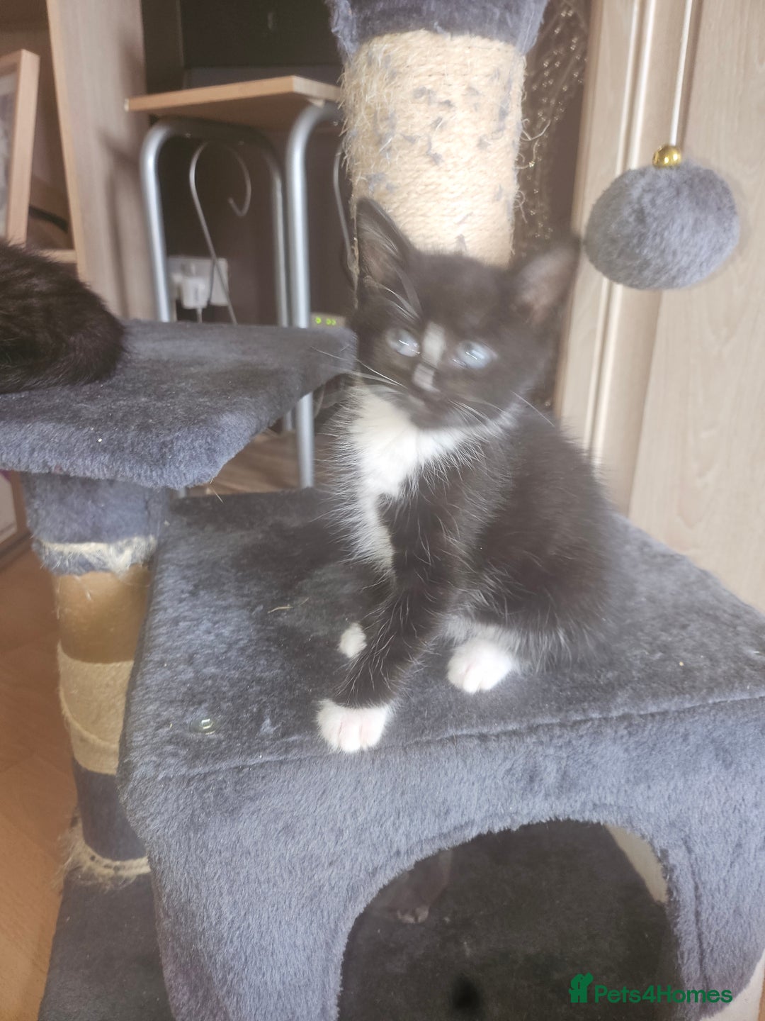 British Shorthair cats for sale: Beautiful kittens looking for loving homes  - Image 3