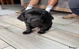 Labrador Retriever dogs for sale: Stunning kc labradors  - Image 10