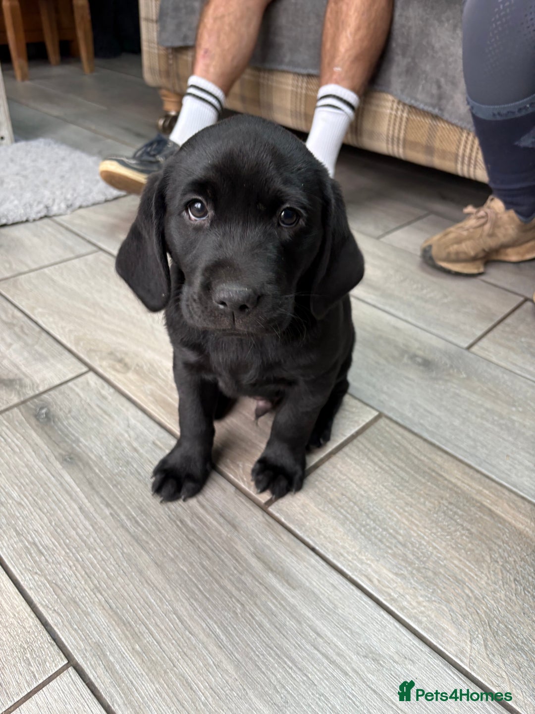 Labrador Retriever dogs for sale: Stunning kc labradors  - Image 10