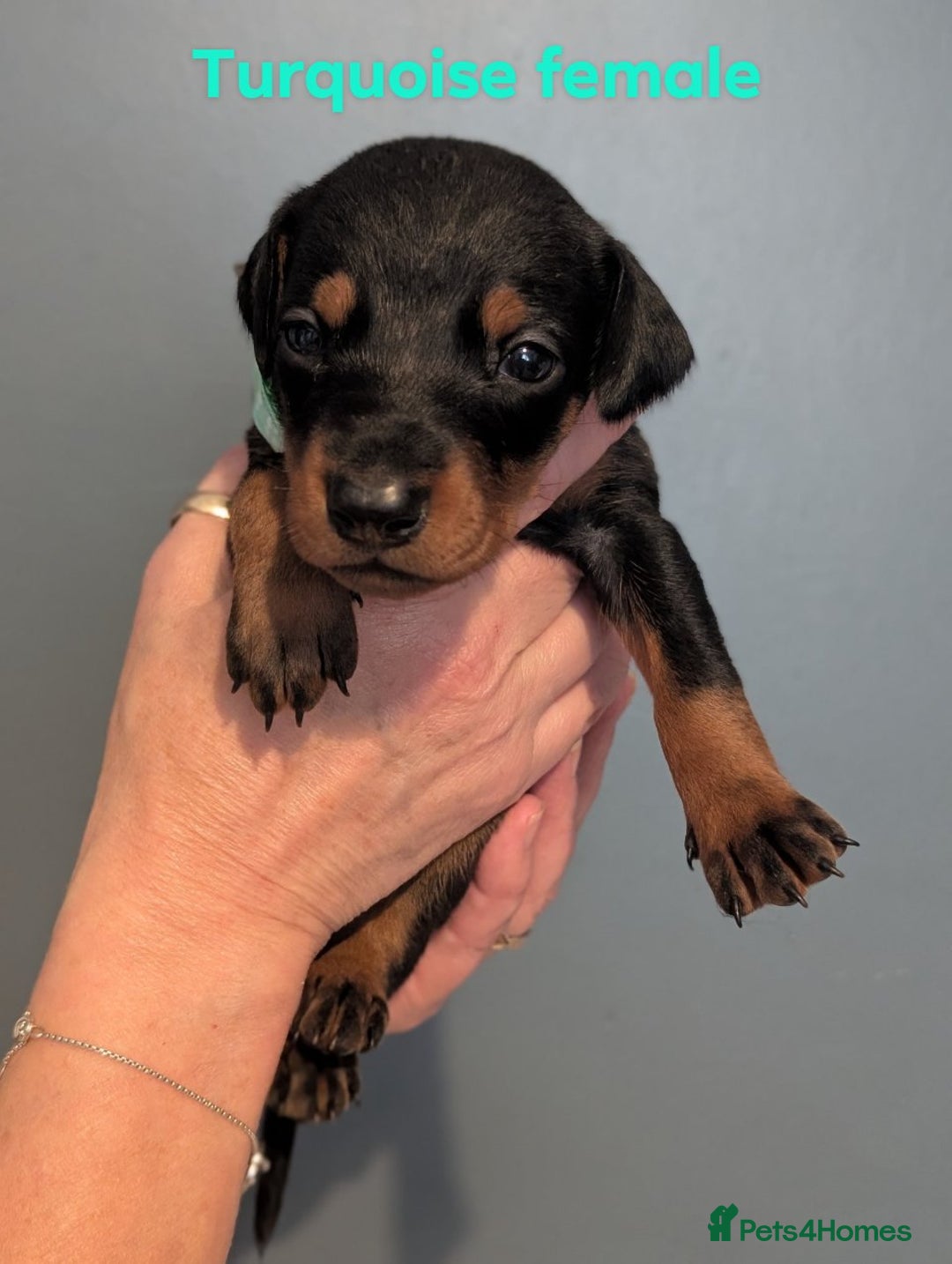 Dobermann dogs for sale: Doberman puppies "ready now" - Image 19