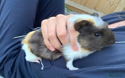 Guinea Pig rodents for sale: Guinea pig  - Image 5