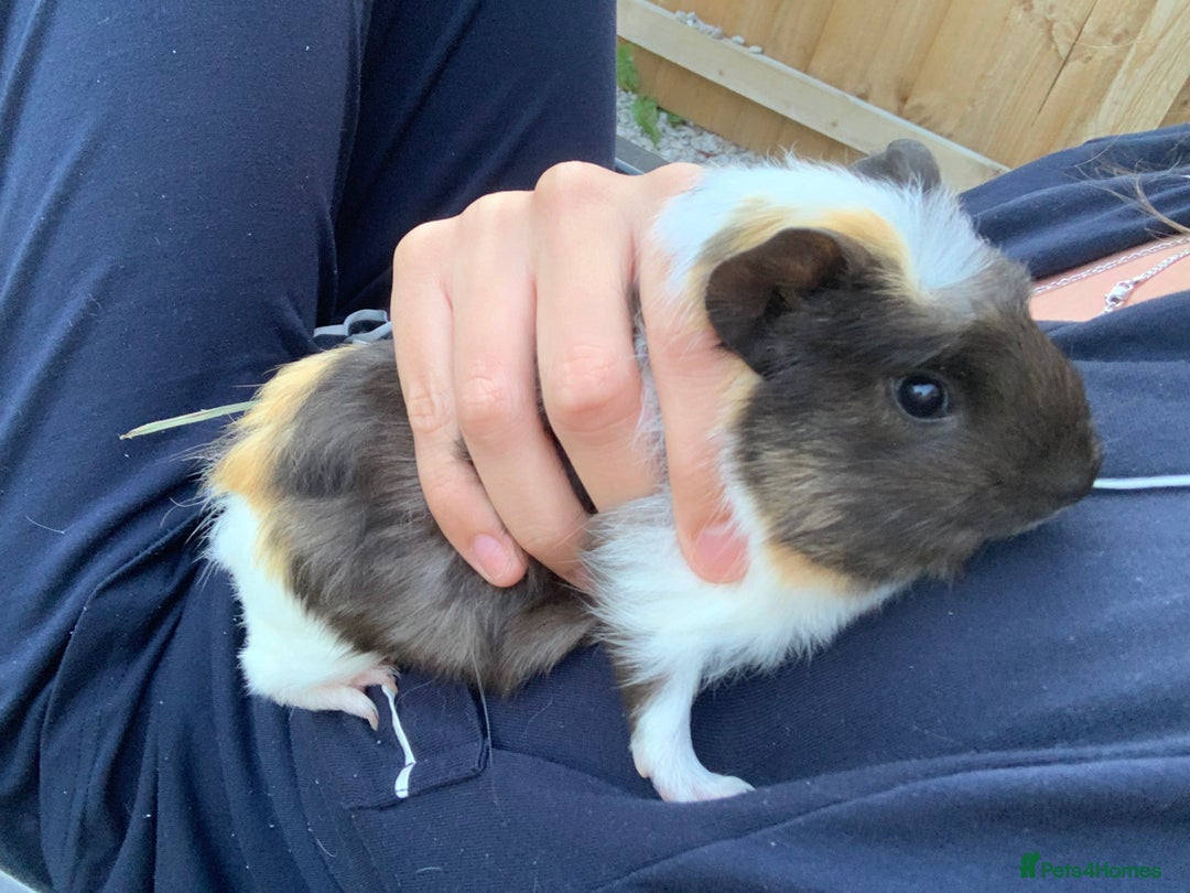 Guinea Pig rodents for sale: Guinea pig  - Image 5