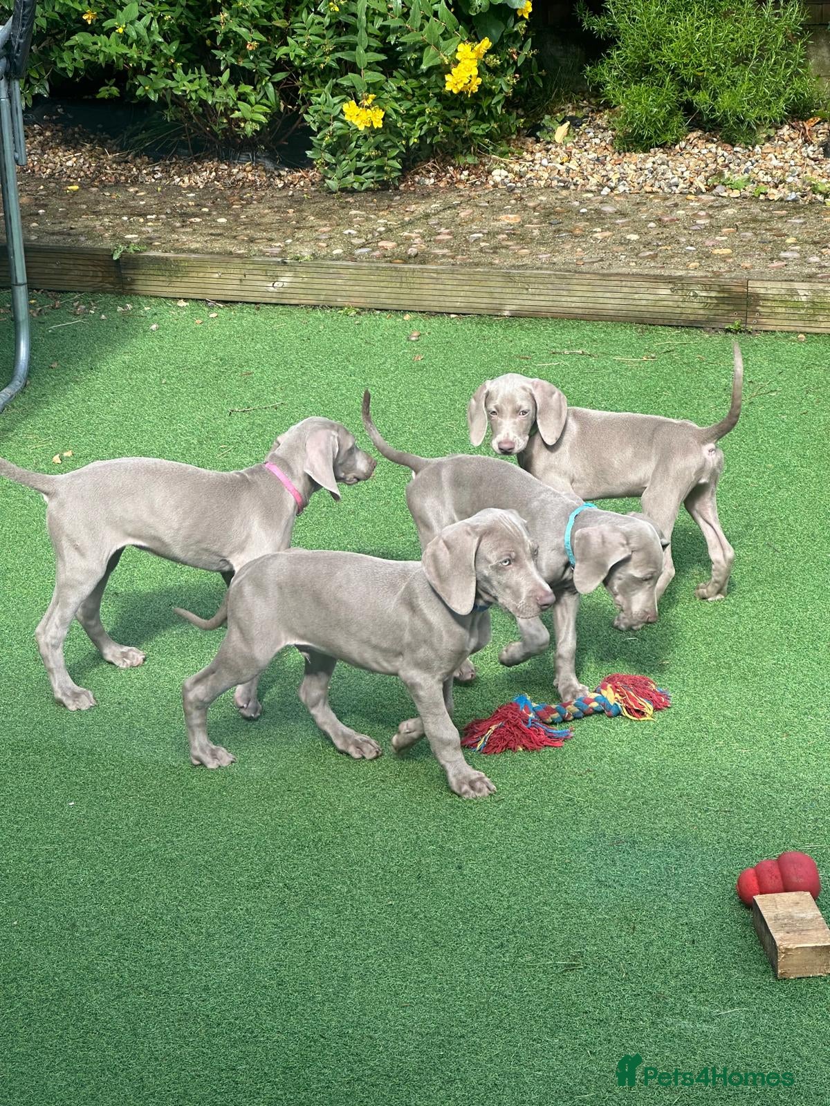 Weimaraner dogs Stunning pedigree pups-London, due on 24 July - Advert 6