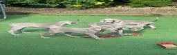 Weimaraner dogs for sale: Stunning pedigree pups-London, due on 24 July - Advert 2