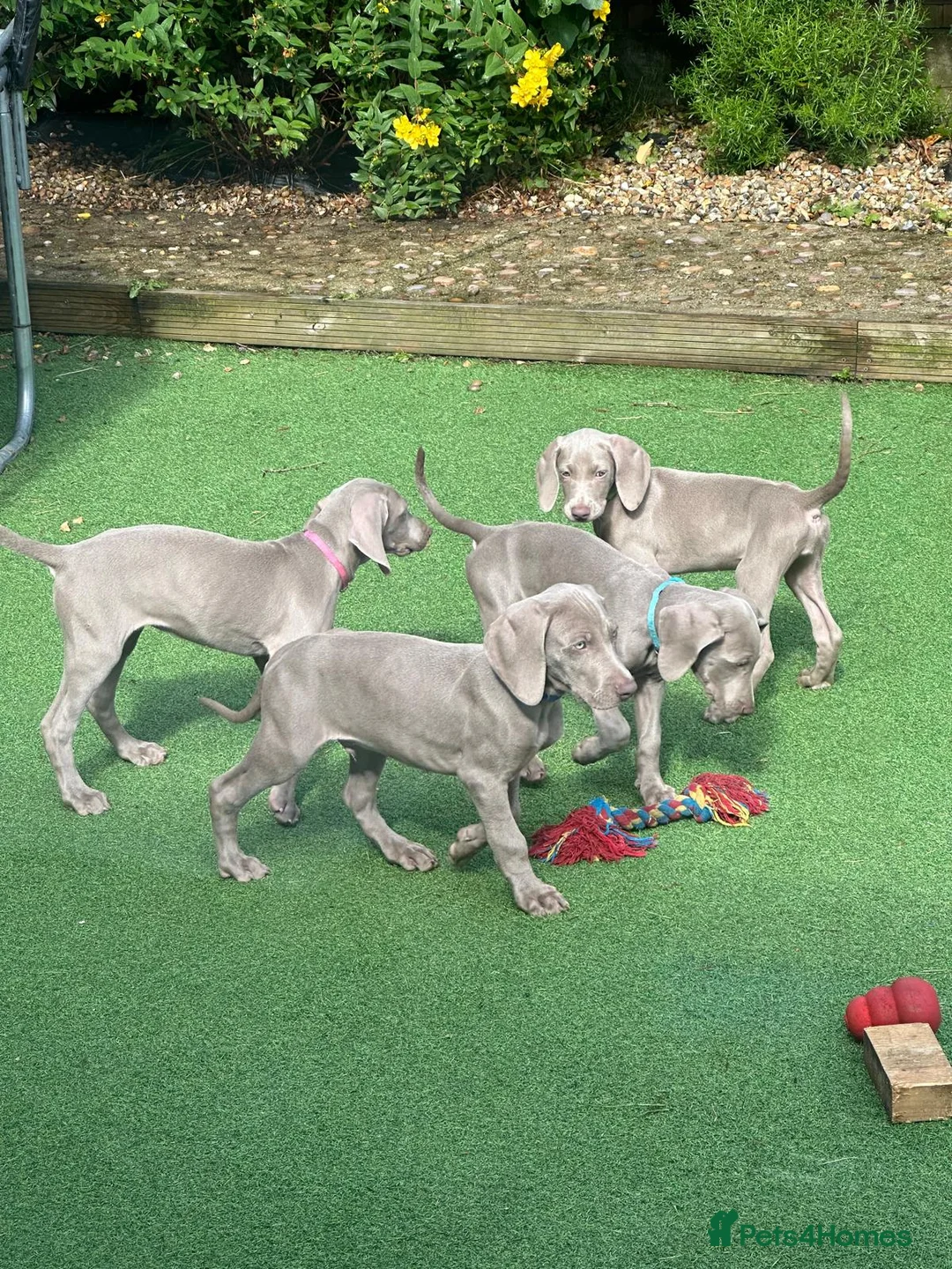 Weimaraner dogs for sale: Stunning pedigree pups-London, due on 24 July - Advert 2