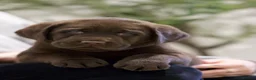 Labrador Retriever dogs for sale: Show Champion Lineage Chocolate Labrador Puppies - Advert 5
