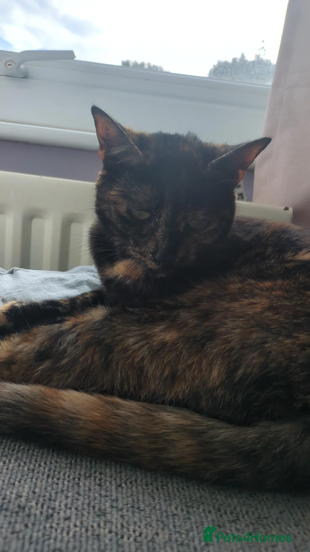 Mixed Breed cats for sale: An   tabby cat  in Burton-on-Trent - Advert 1