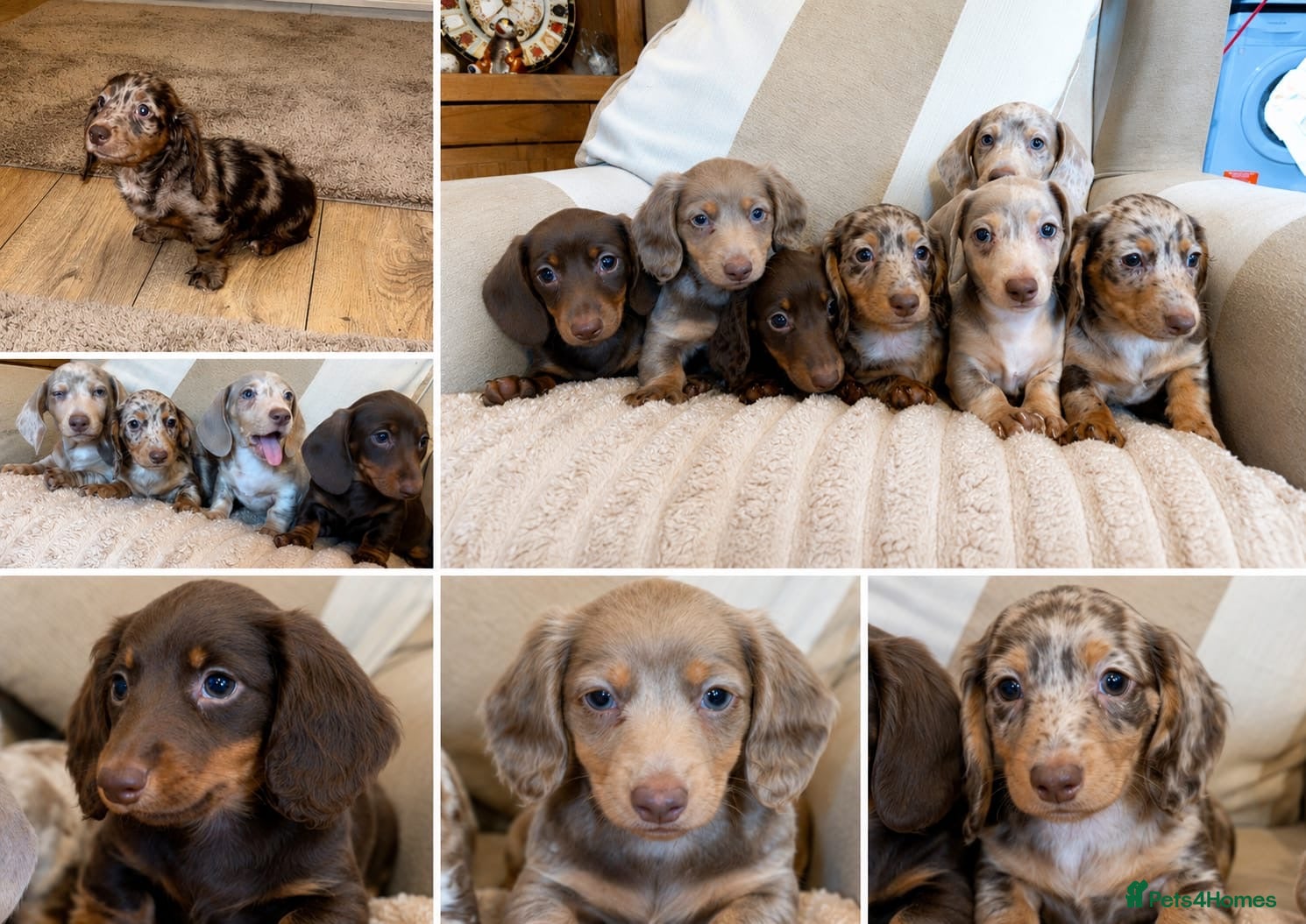 Miniature Dachshund dogs Miniature dadhaunds ready now  - Advert 1