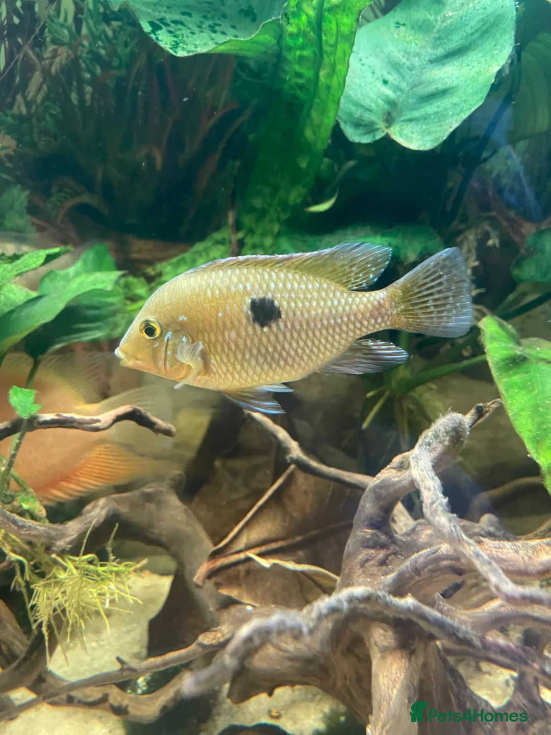 Cichlids fish for sale: Geophagus Brasiliensis, Surinamensis, Altifrons - Advert 1