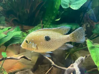 Cichlids fish Geophagus Brasiliensis, Surinamensis, Altifrons - Advert 1