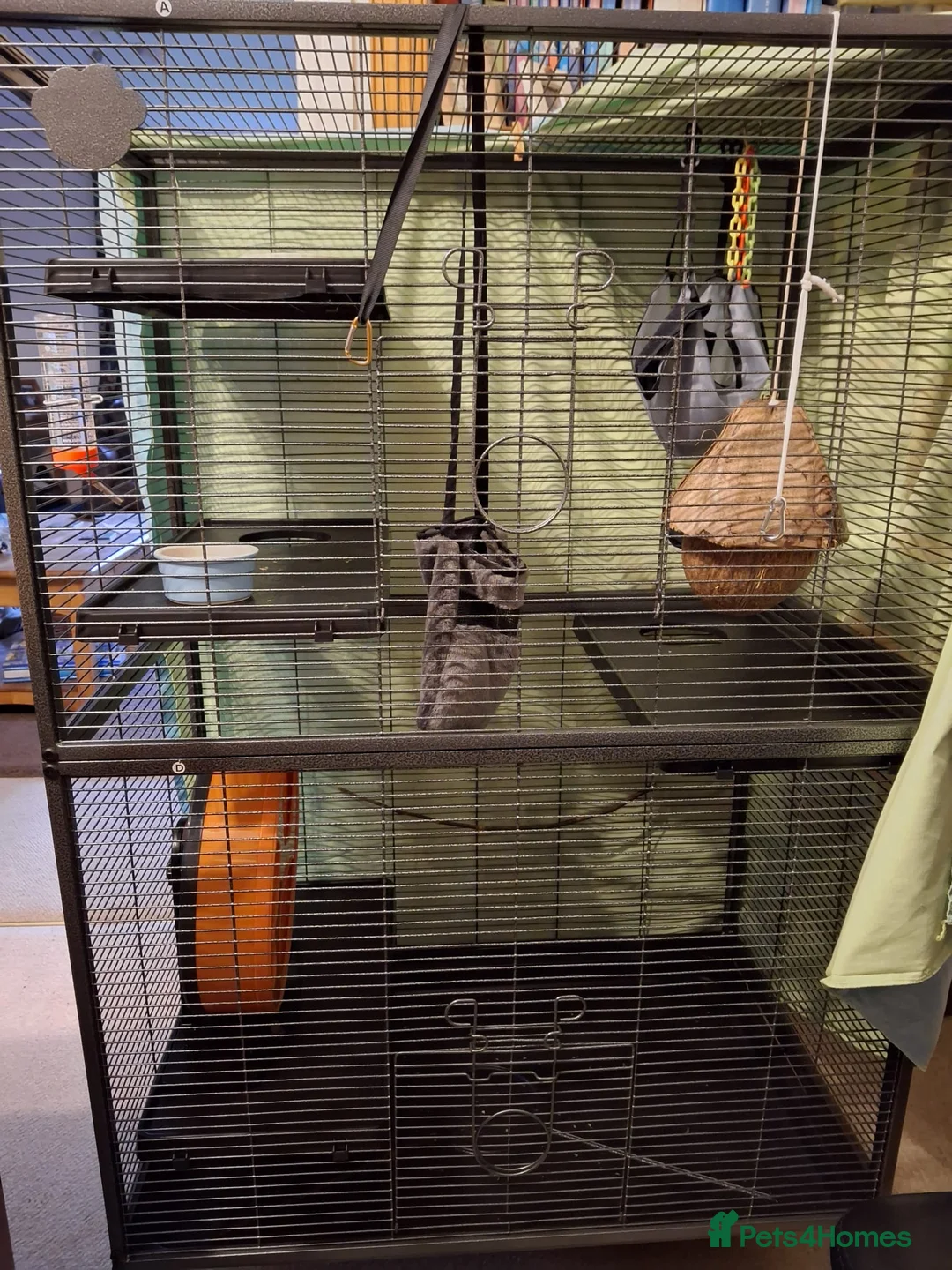 Sugar Glider rodents for sale: Pair of male Sugar Gliders  - Advert 2