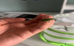 Stick Insects invertebrates for sale: Giant hooded katydid - subadult  - Image 1