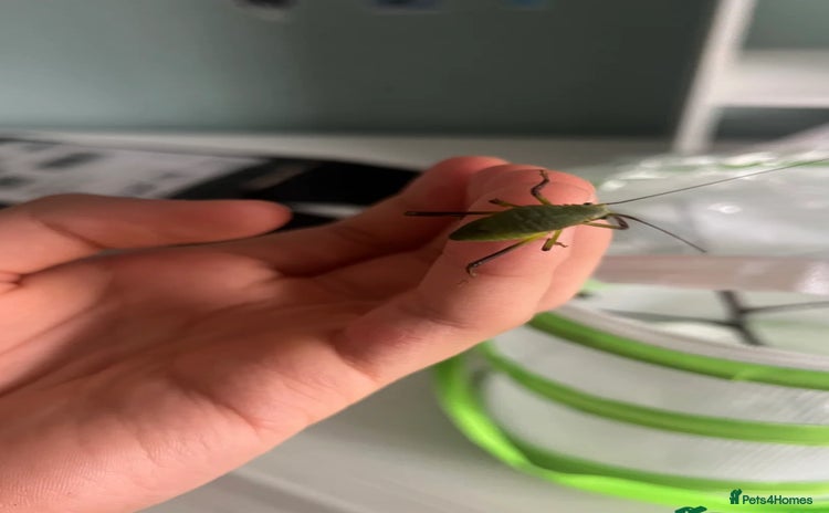 Stick Insects invertebrates - Advert 1