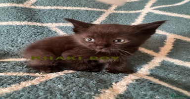 Mixed Breed cats - Advert 16