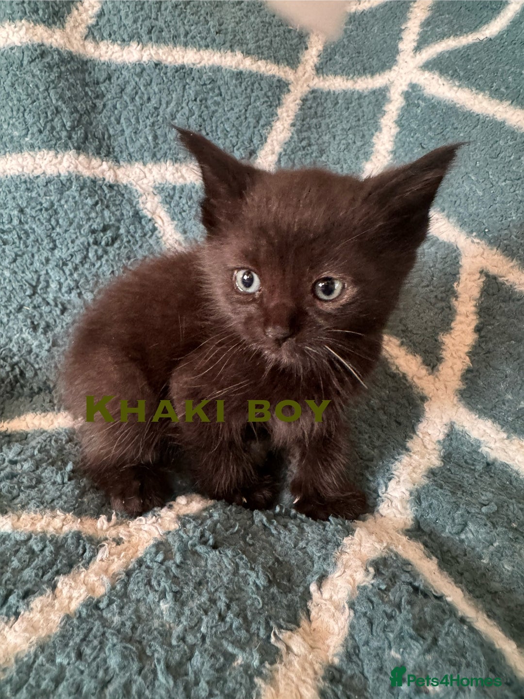 Mixed Breed cats for sale: Loving lots - Image 3