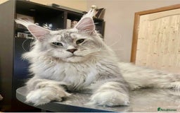 Maine Coon cats for stud: Exceptional CHAMPION Russian import - FOR STUD! in Halifax - Image 1