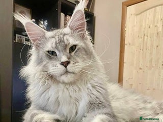 Maine Coon cats in Halifax - Advert 13
