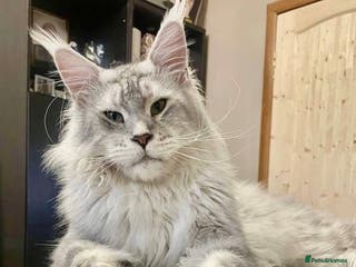Maine Coon cats Exceptional CHAMPION Russian import - FOR STUD! in Halifax - Advert 9