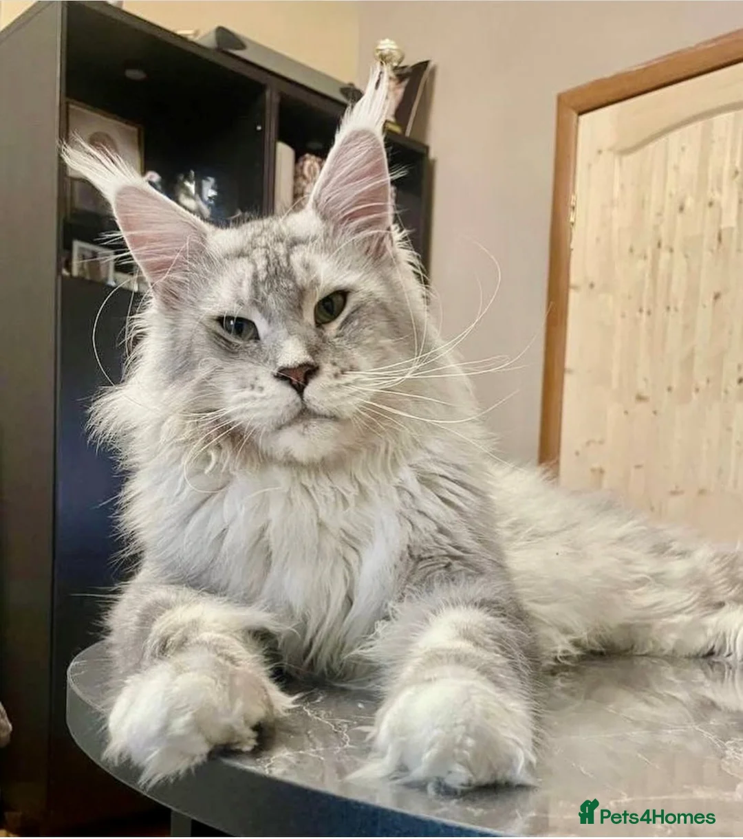 Maine Coon cats for stud: Exceptional CHAMPION Russian import - FOR STUD! in Halifax - Advert 1