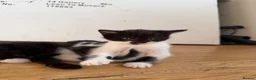 Mixed Breed cats for sale: 4 gorgeous kittens ready for new home♥️💙 - Advert 7
