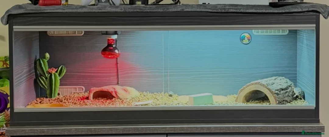 Hermann Tortoise reptiles for sale: Dwarf hermann tortoise and full set up  - Advert 2