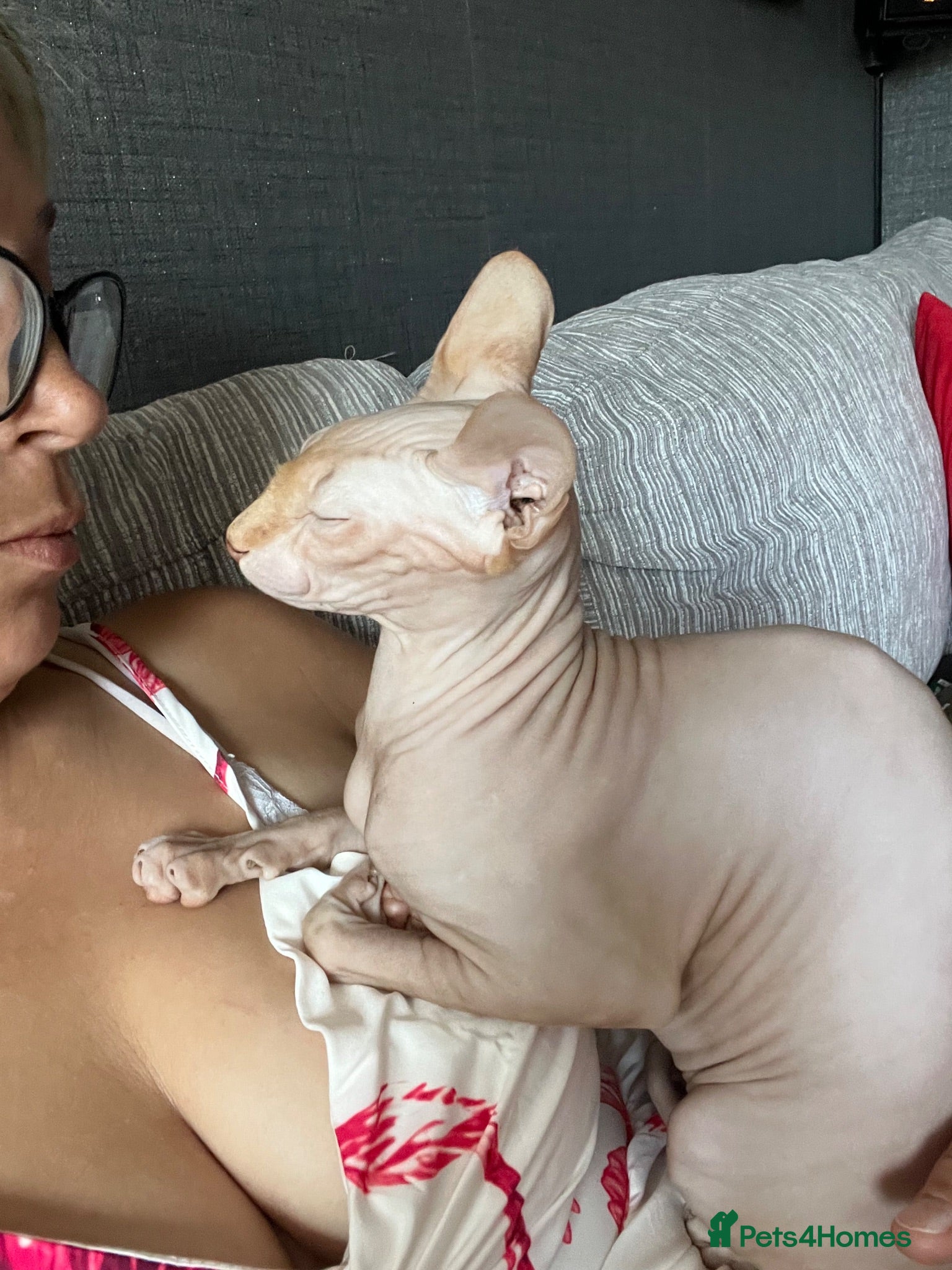 Sphynx cats Ginger Sphynx female for sale  - Advert 1