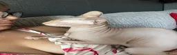 Sphynx cats for sale: Ginger Sphynx female for sale  - Advert 1