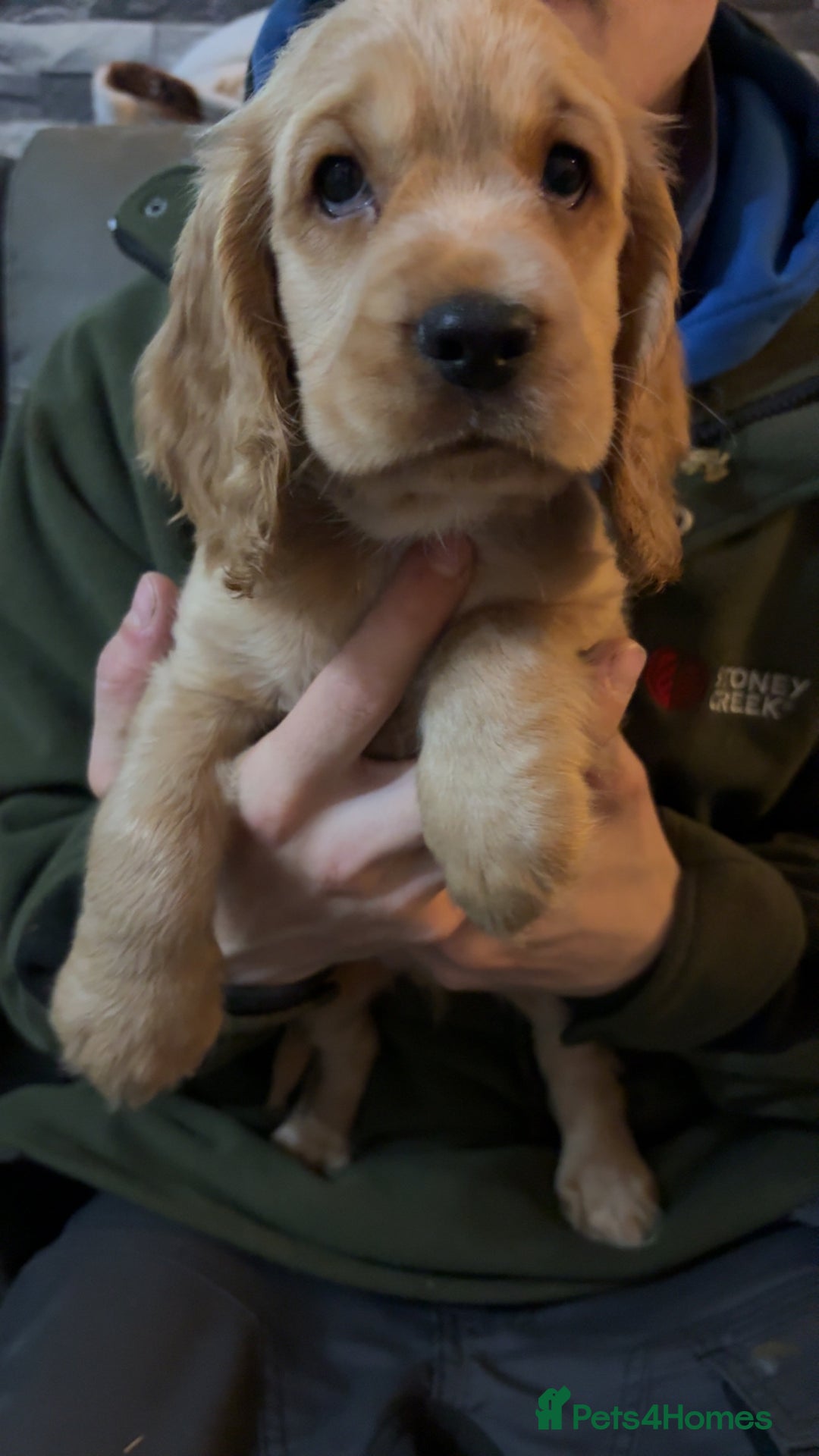 Cocker Spaniel dogs for sale: Show type cocker spaniel  - Advert 6