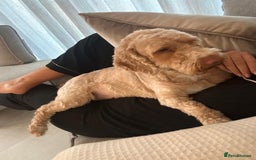 Cockapoo dogs for adoption: 💙🐶 BOBBY 🐶💙 - Advert 13