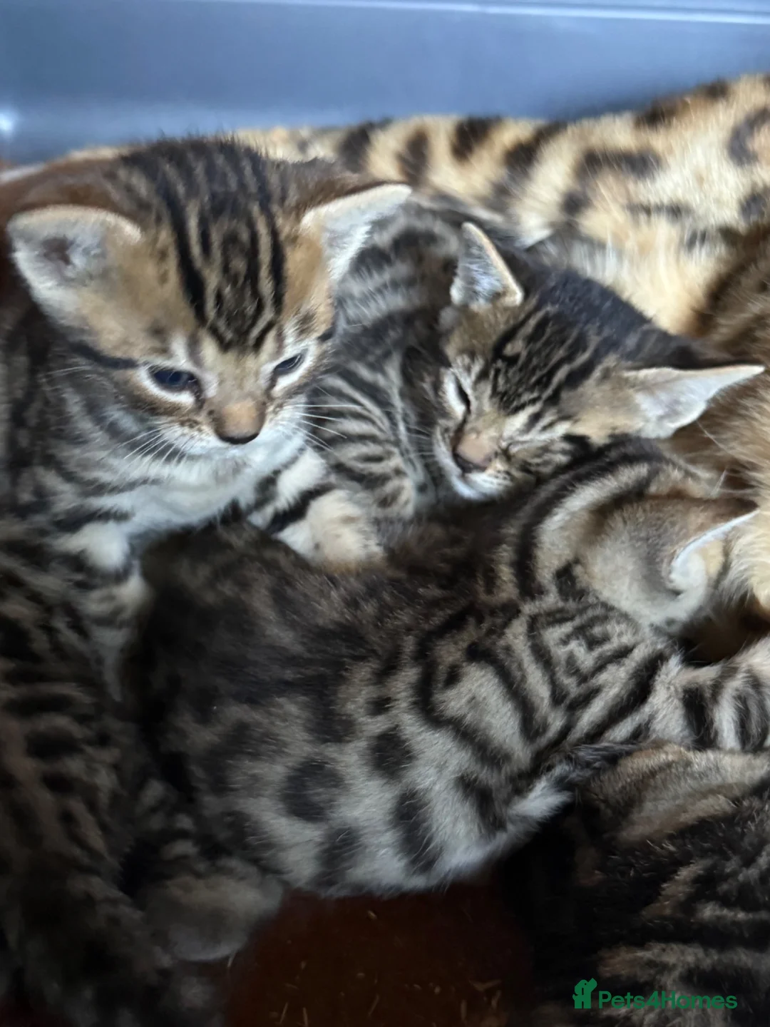 Mixed Breed cats for sale: Half breed bengal kittens  - Advert 2