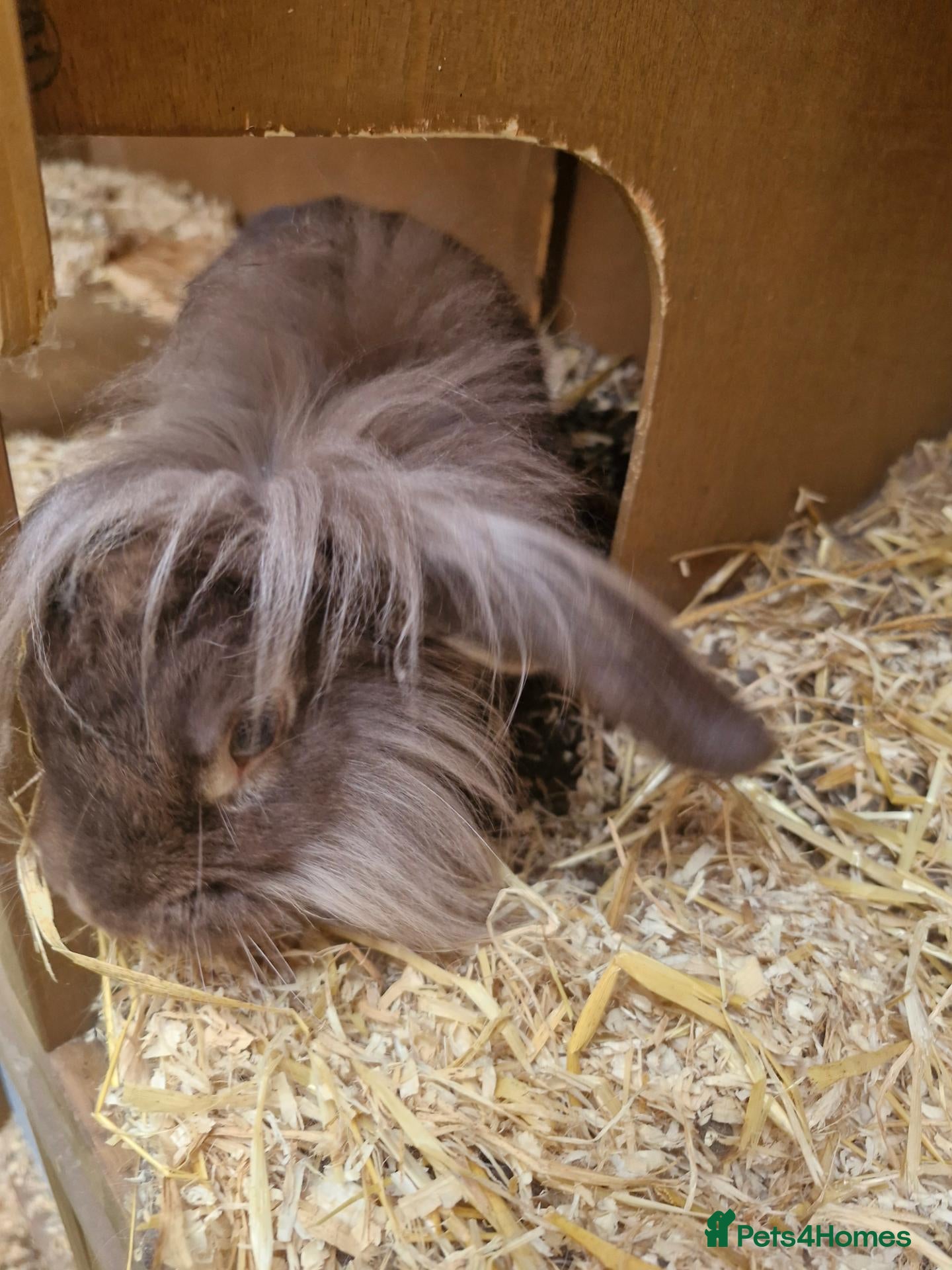 Lionhead rabbits Little man looking for a loving home  - Advert 2