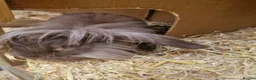Lionhead rabbits for sale: Little man looking for a loving home  - Advert 1