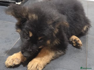 German Shepherd dogs kc german shepherd pups ready for new homes - Advert 13