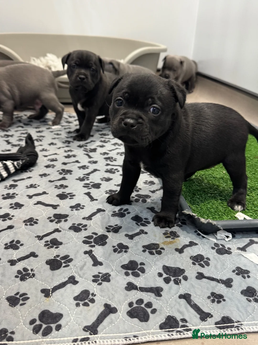 Staffordshire Bull Terrier dogs for stud: Highly health tested blue Stafford stud - Advert 14