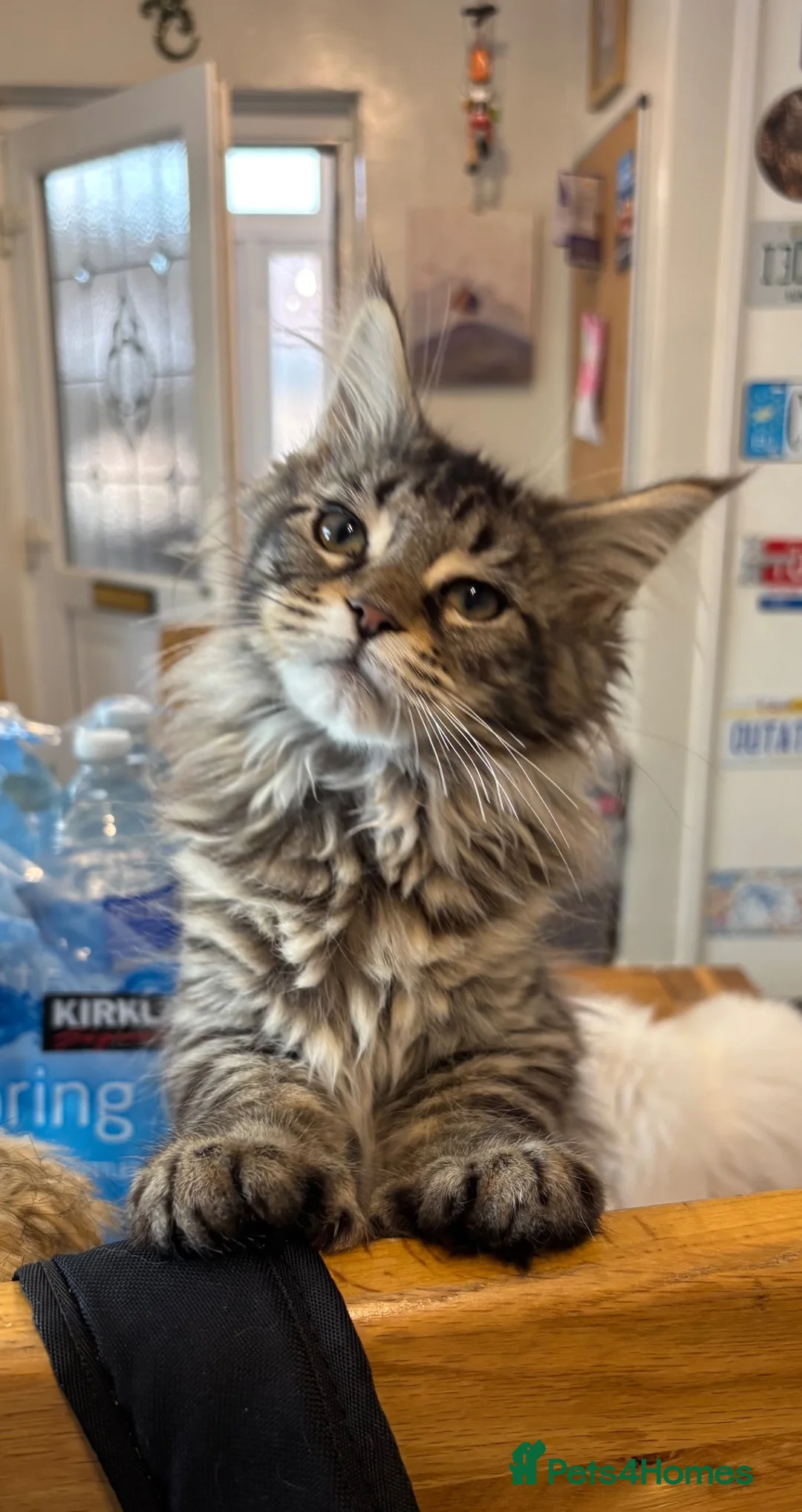 Maine Coon cats for sale: Maine coon cubs - some polydactyl  - Advert 11