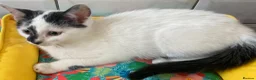 Turkish Van cats for sale: Gorgeous Turkish Van Kittens in Potters Bar - Advert 14