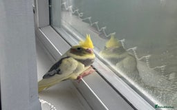 Cockatiels birds for sale: Baby cockatiel - Image 4