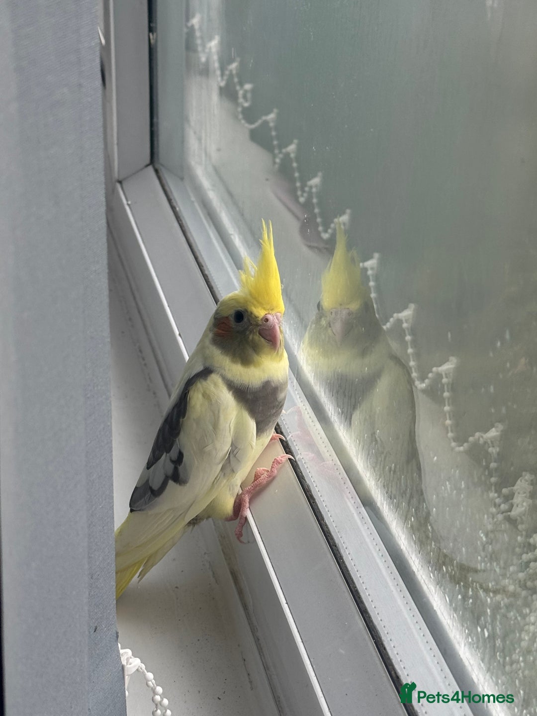 Cockatiels birds for sale: Baby cockatiel - Image 4