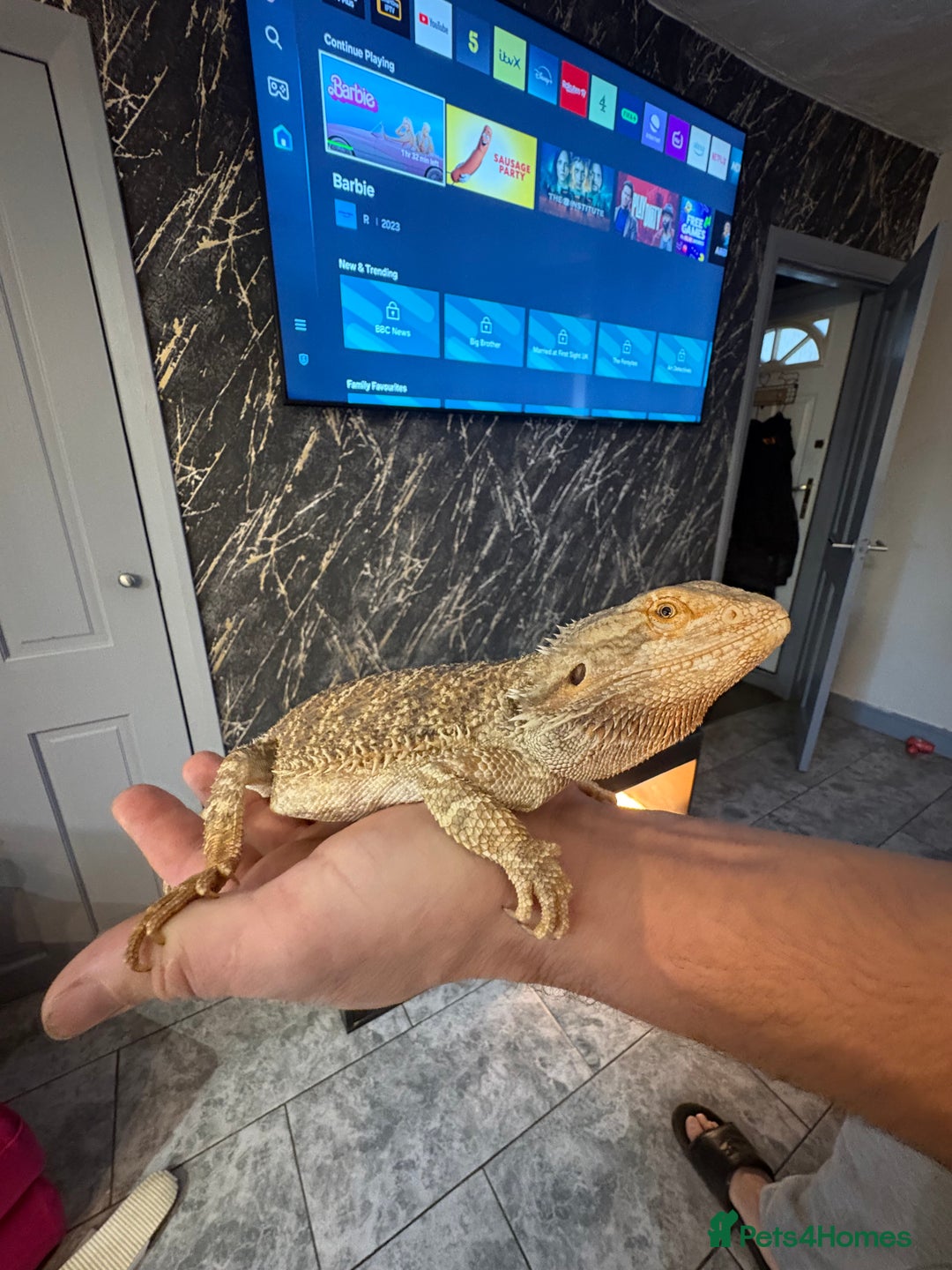 Bearded Dragon reptiles for sale: Bearded dragon with enclosure  - Advert 2