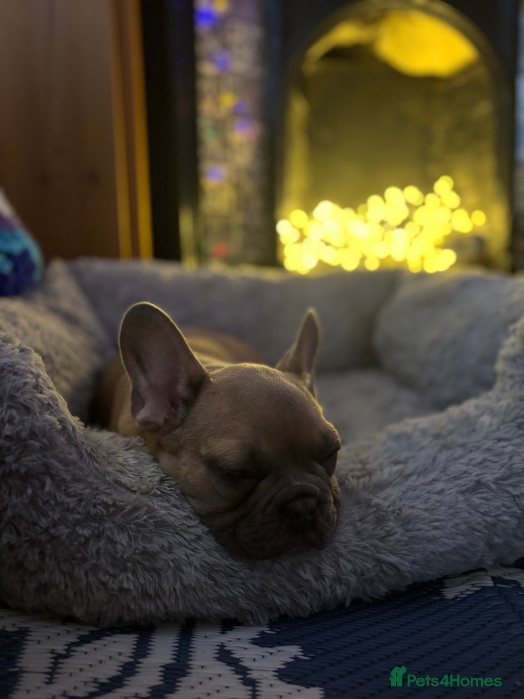 French Bulldog dogs for sale: Beautiful Frenchie Puppy Looking For Loving Home - Advert 5