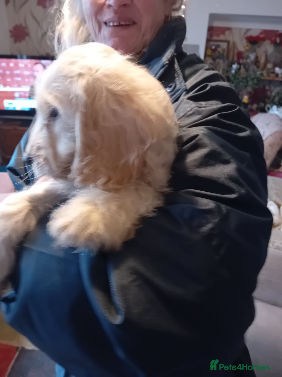 Cockapoo dogs for sale: Cocker × Cockapoo  - Advert 18