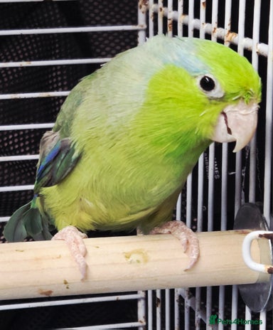 Gallery Detail: Parrotlet Birds For Sale