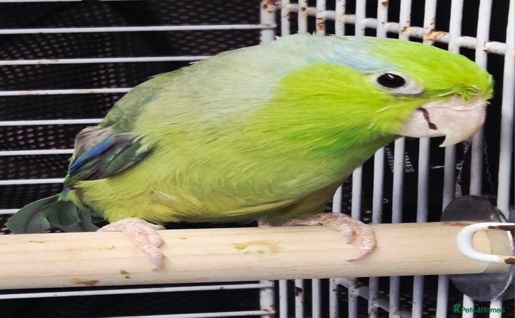Cockatoo birds - Advert 1