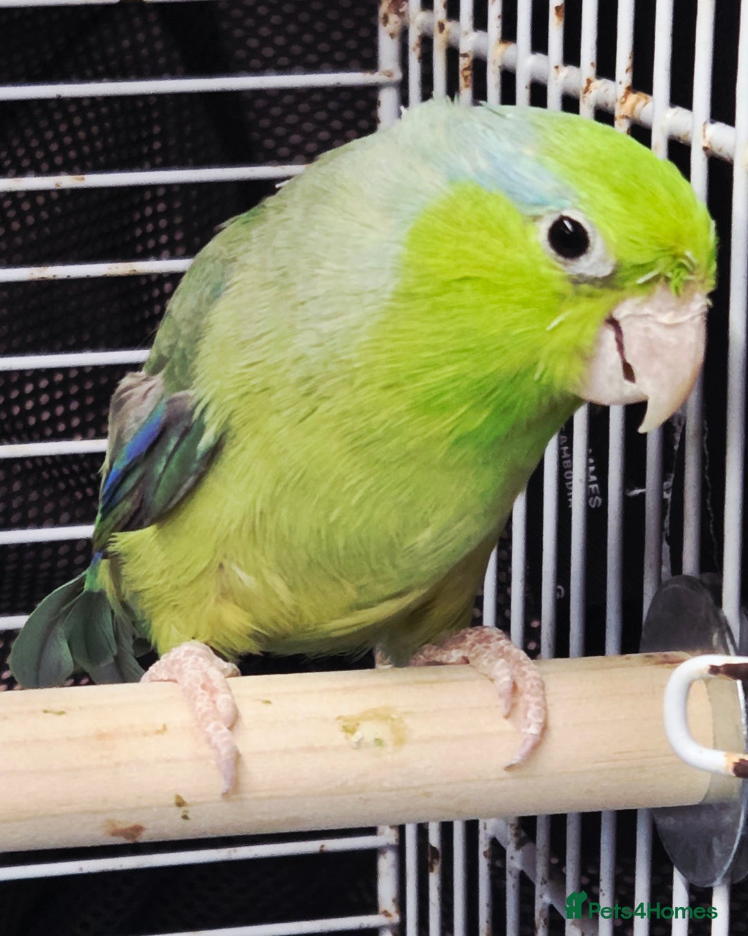Cockatoo birds for sale: Wanted a parrotlet, conure or a macaw - Image 1