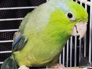 Cockatoo birds - Advert 3