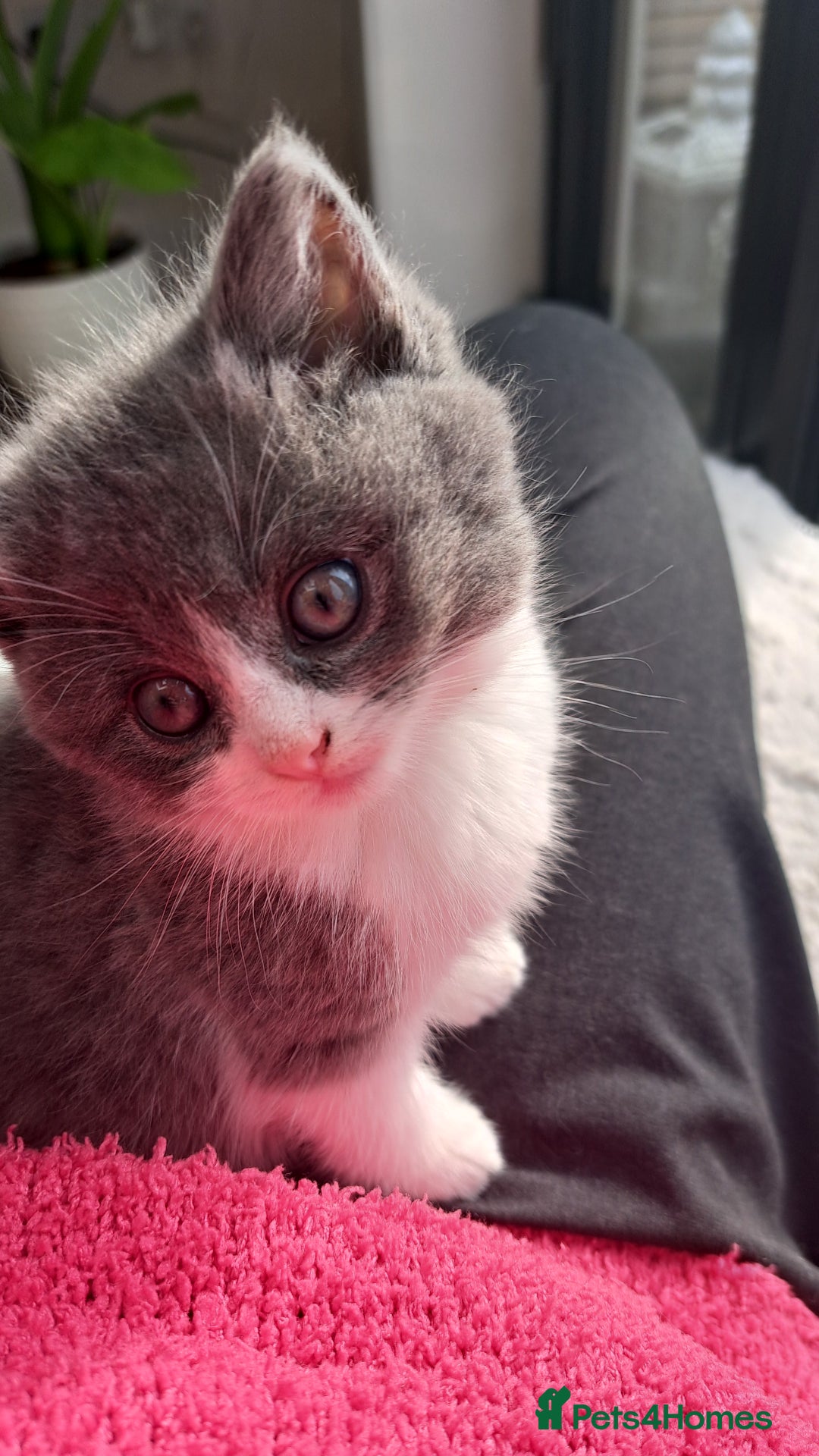 Mixed Breed cats for sale: Beautiful kittens - Advert 6