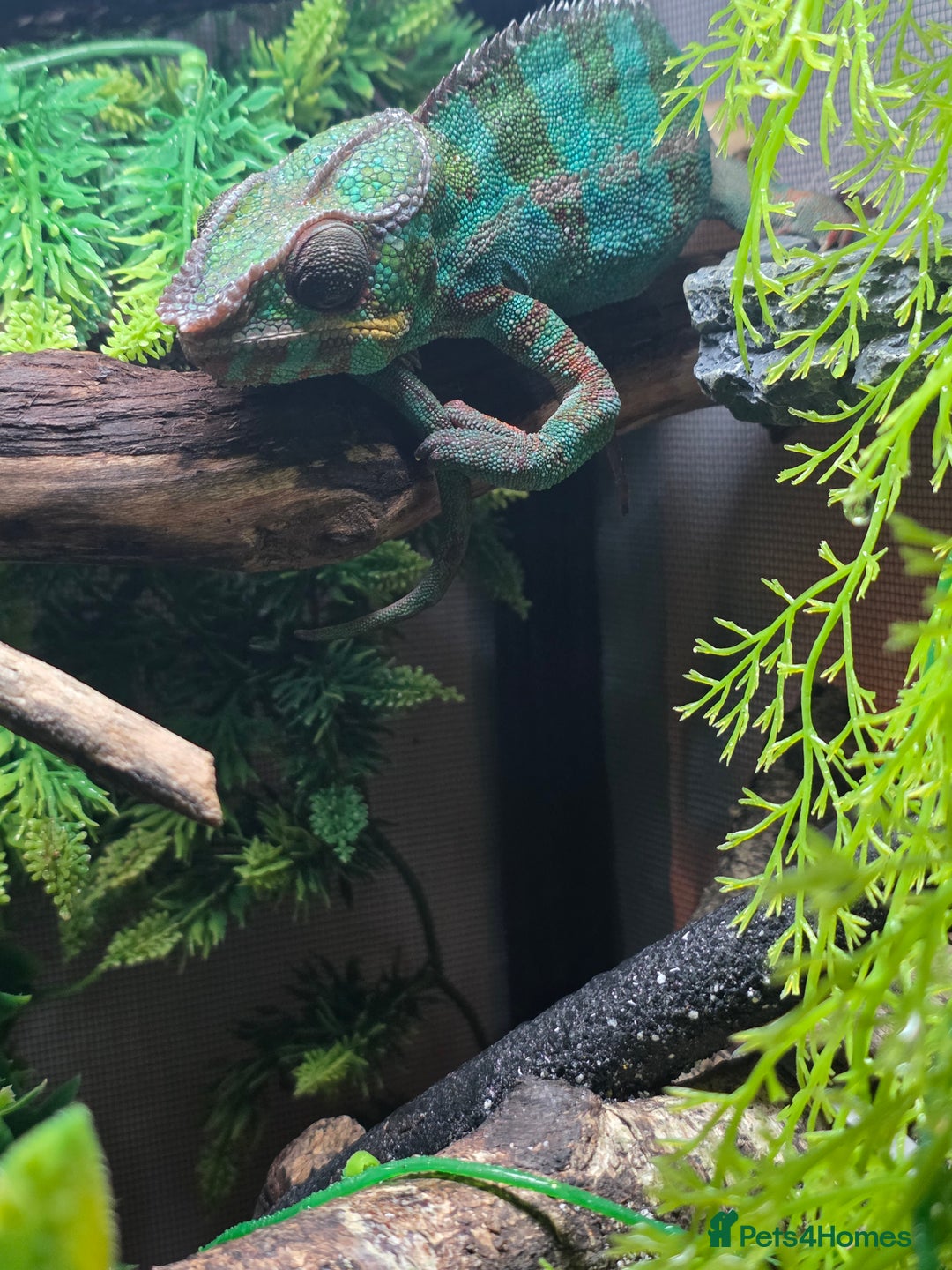 Chameleon reptiles for sale: Nosy B Chameleon  - Advert 4